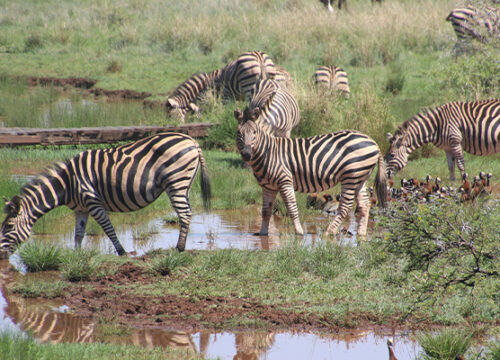 6 Days Tanzania Lodge Safari Tarangire,Serengeti, Ngorongoro crater and lake  Manyara