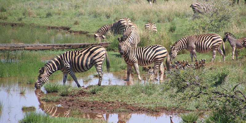 6 Days Tanzania Lodge Safari Tarangire,Serengeti, Ngorongoro crater and lake  Manyara