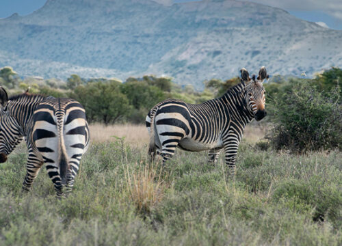 5 Days Tanzania Lodge Safari Lake Manyara, Serengeti and Ngorongoro