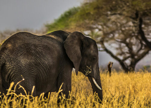 7 Days Tanzania Lodge Safari Lake Manyara, Serengeti, Ngorongoro And Tarangire