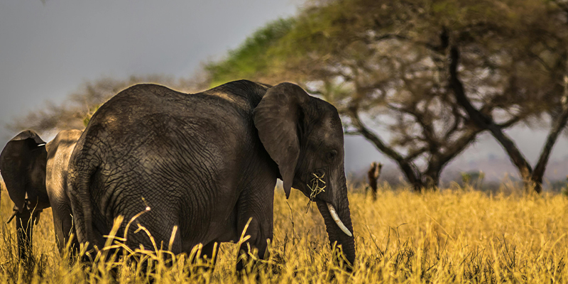 7 Days Tanzania Lodge Safari Lake Manyara, Serengeti, Ngorongoro And Tarangire