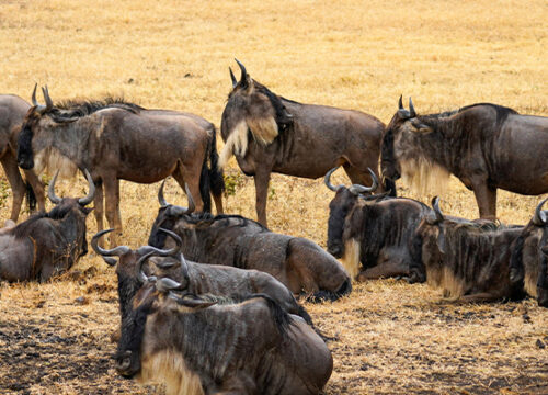 8 Days Tanzania Lodge Safari Wildebeest Migration