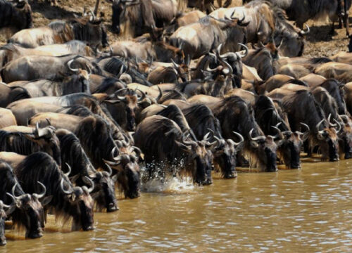 9 Days Tanzania Budget Camping Safari Wildebeest Migration