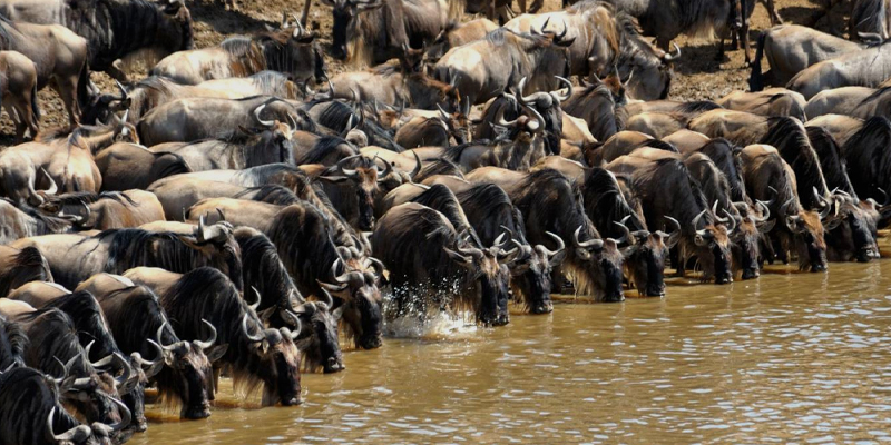 9 Days Tanzania Budget Camping Safari Wildebeest Migration