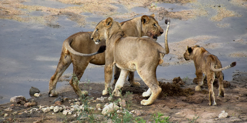 TANZANIA SAFARI