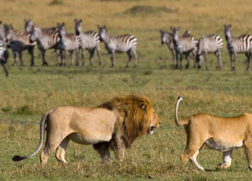 4 Days Tanzania Lodge Safari Tarangire, Serengeti And Ngorongoro Crater