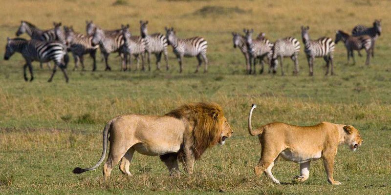 4 Days Tanzania Lodge Safari Tarangire, Serengeti And Ngorongoro Crater