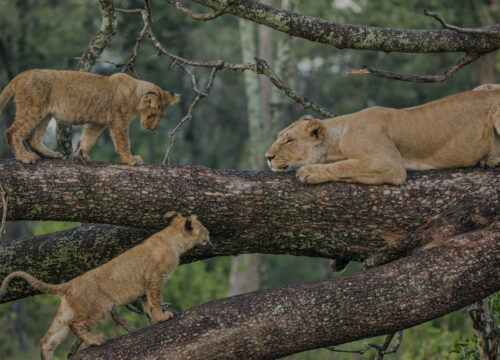 Getting a Tourist Visa for Tanzania